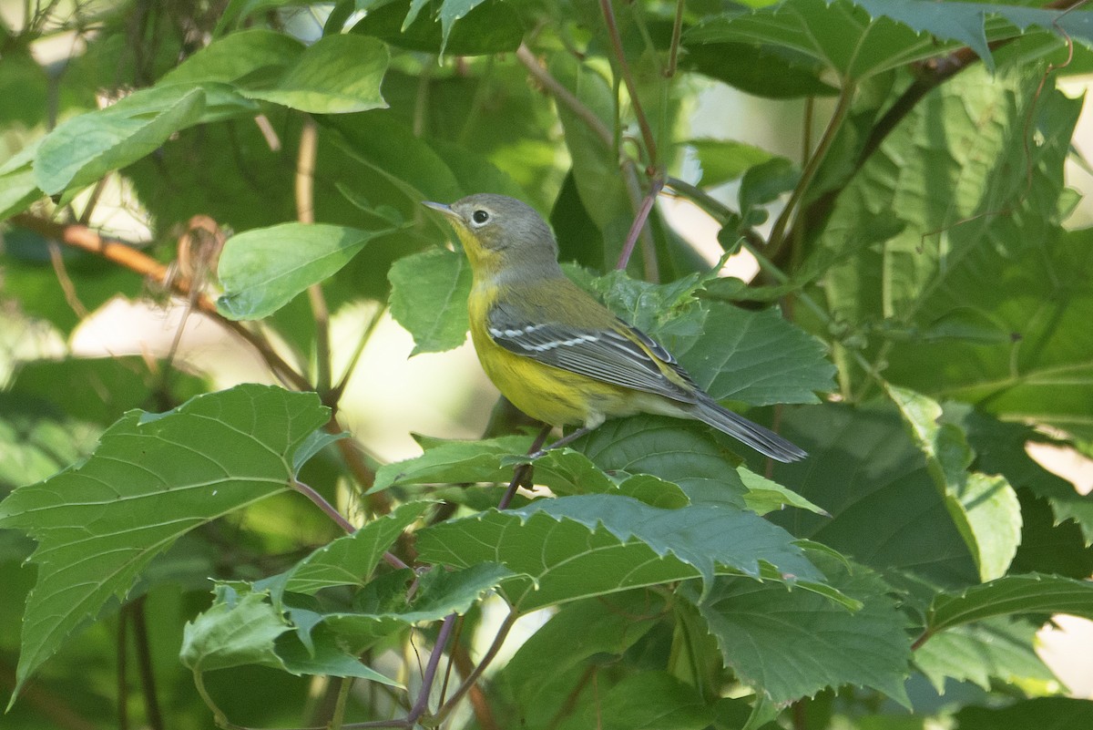 Magnolia Warbler - ML624176754