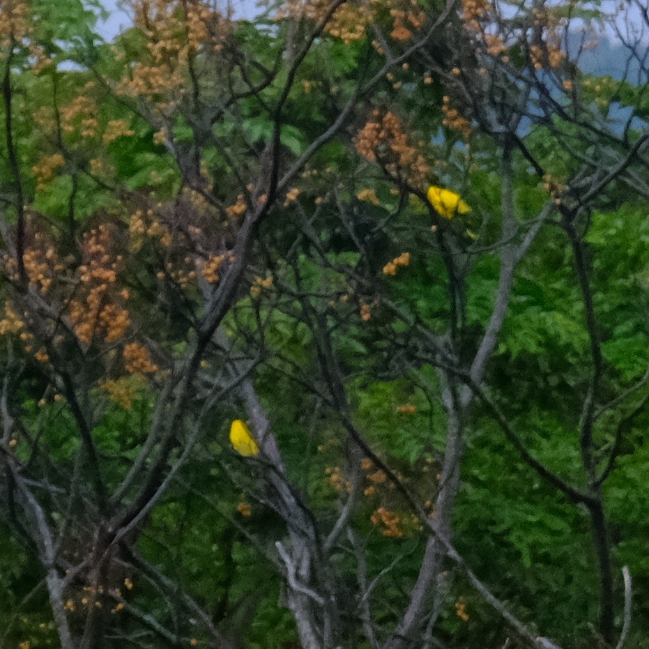 Black-naped Oriole - ML624176760