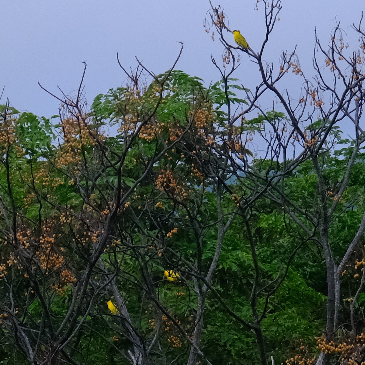 Black-naped Oriole - ML624176761