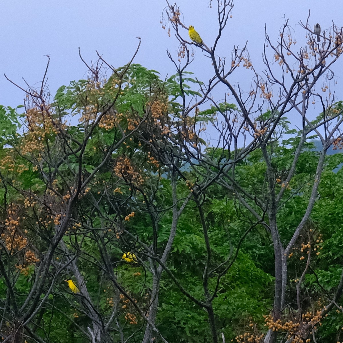 Black-naped Oriole - ML624176762