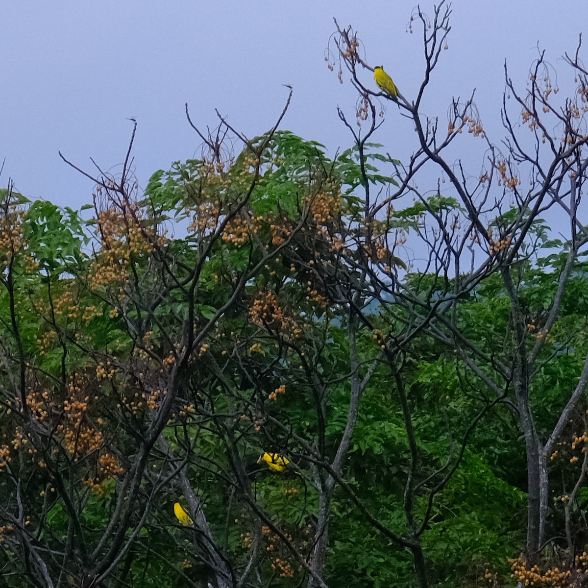 Black-naped Oriole - ML624176763