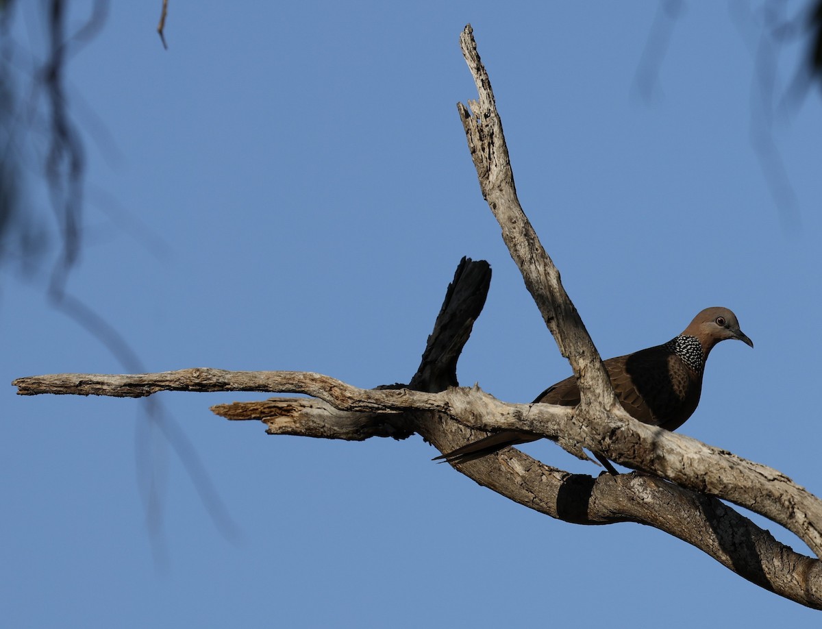 Spotted Dove - ML624176777