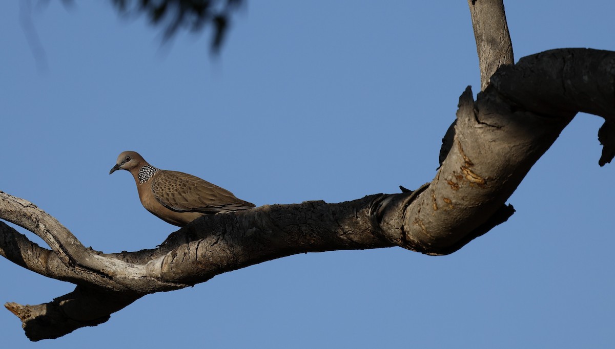 Spotted Dove - ML624176778