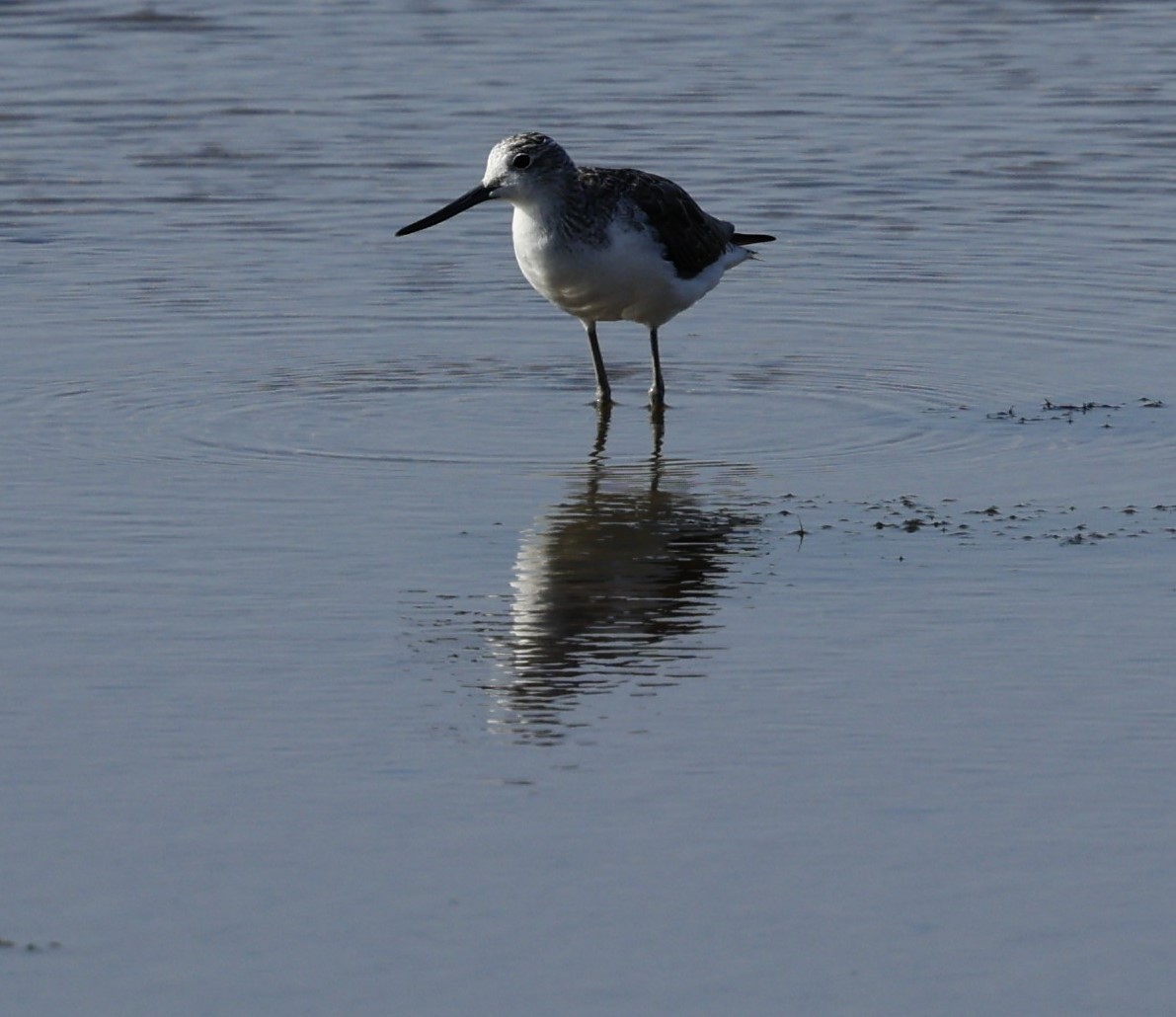 Common Greenshank - ML624176815