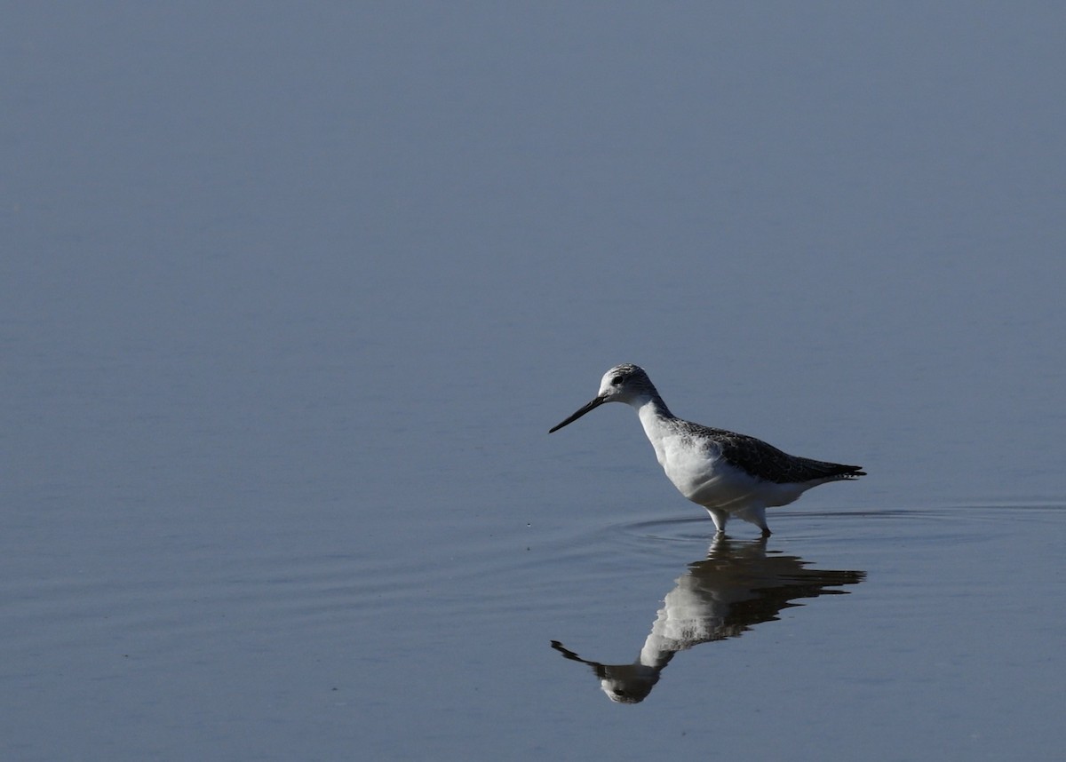 Common Greenshank - ML624176816