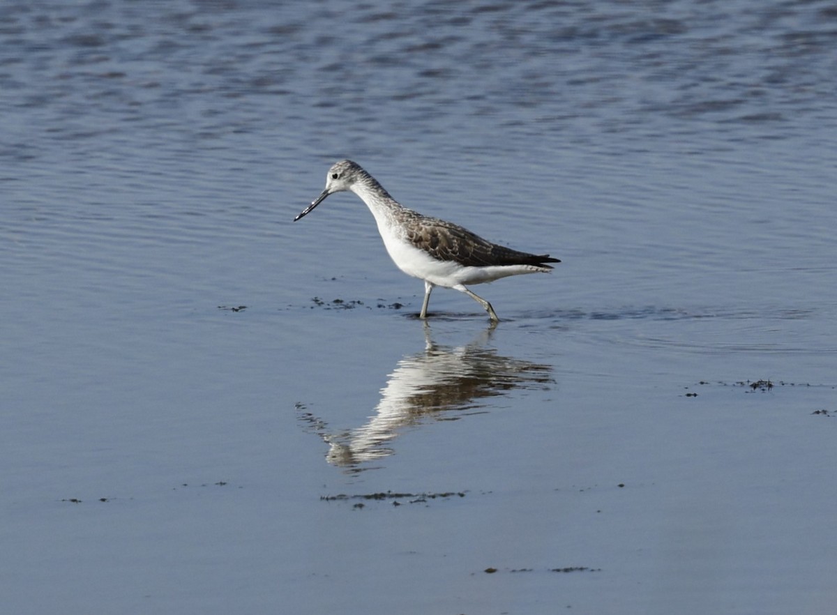 Common Greenshank - ML624176817