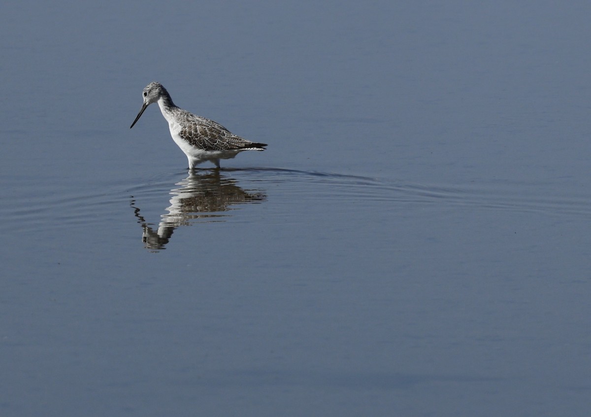 Common Greenshank - ML624176818