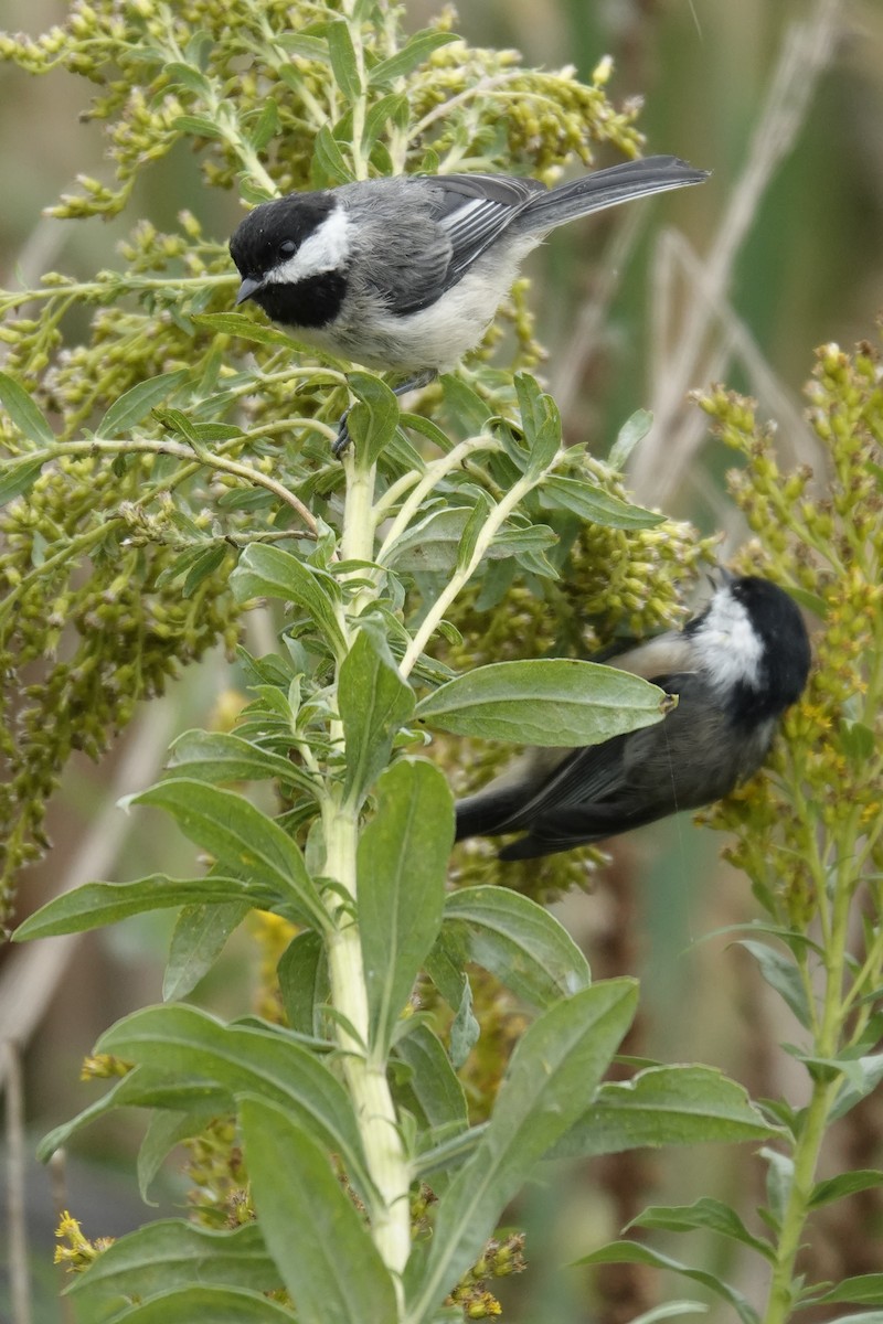 Black-capped Chickadee - ML624176831