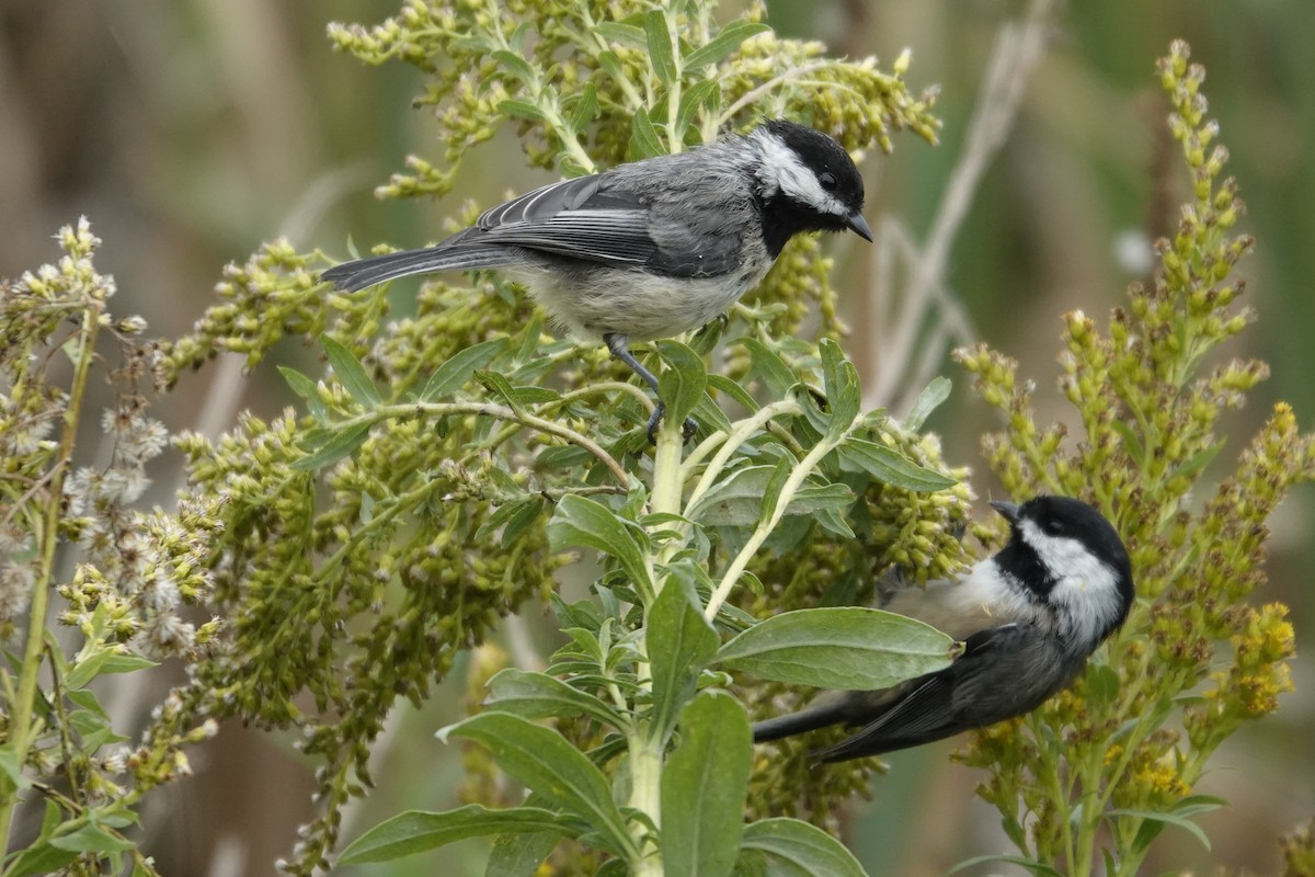 Black-capped Chickadee - Walt Anderson