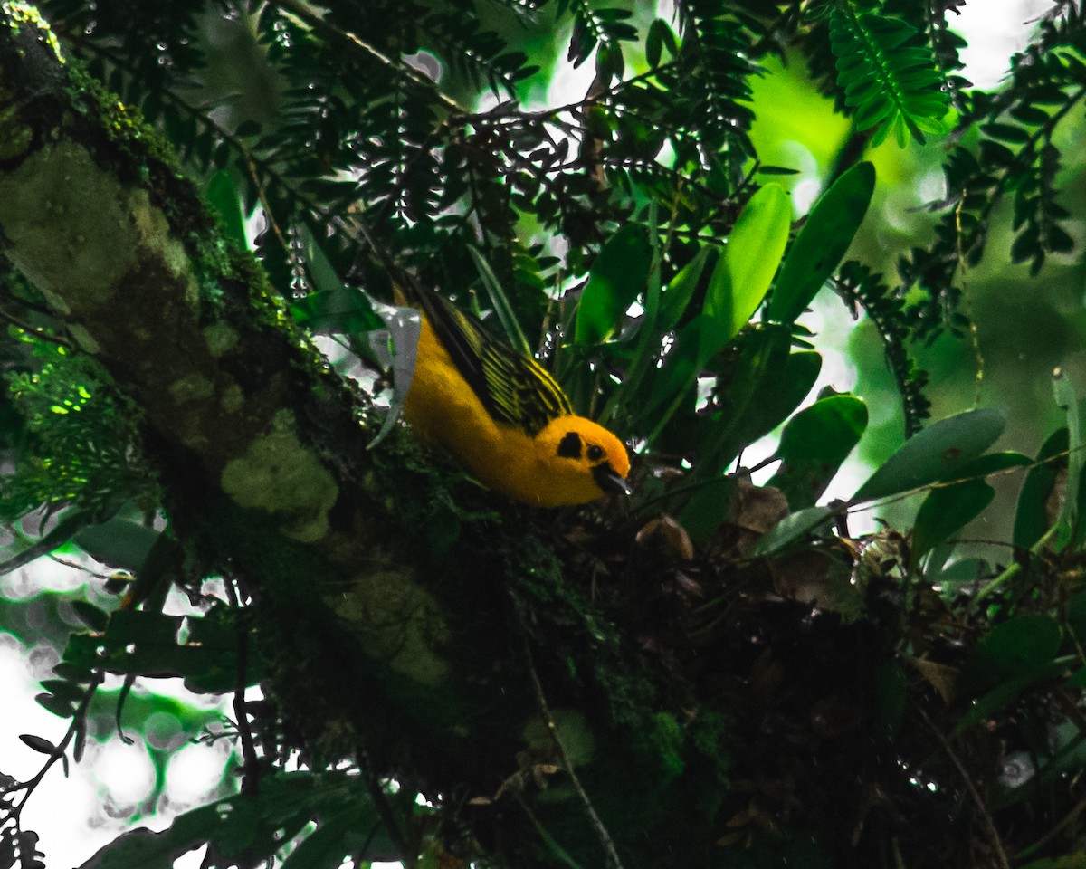 Golden Tanager - ML624176838