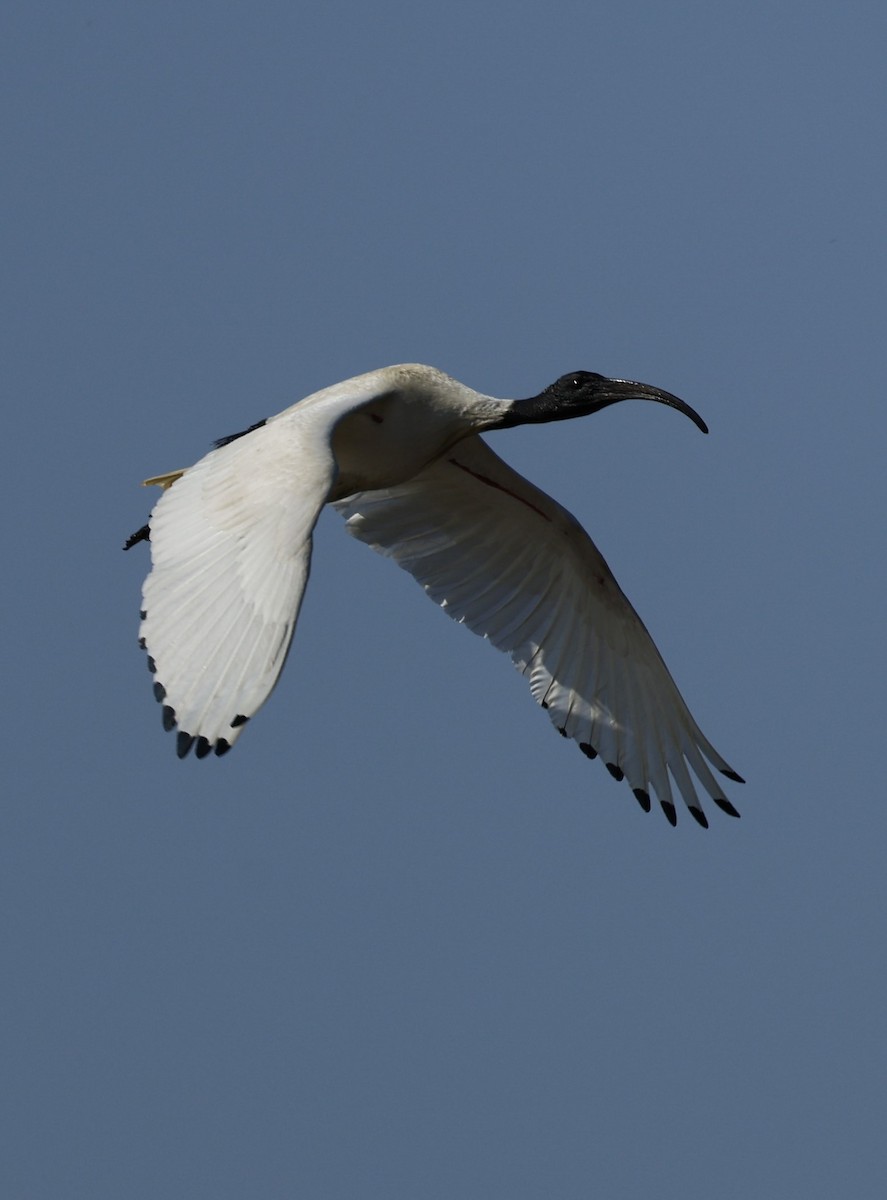 Australian Ibis - ML624176841