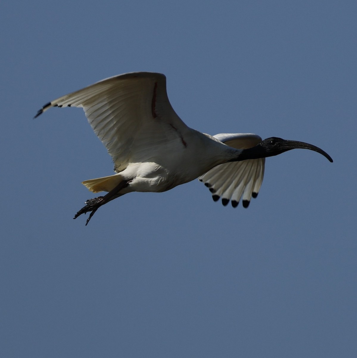 Australian Ibis - ML624176842