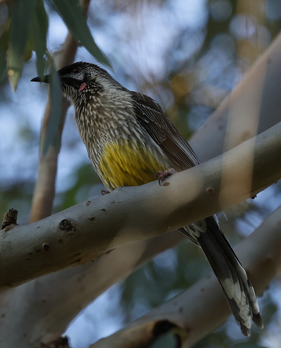 Red Wattlebird - ML624176895