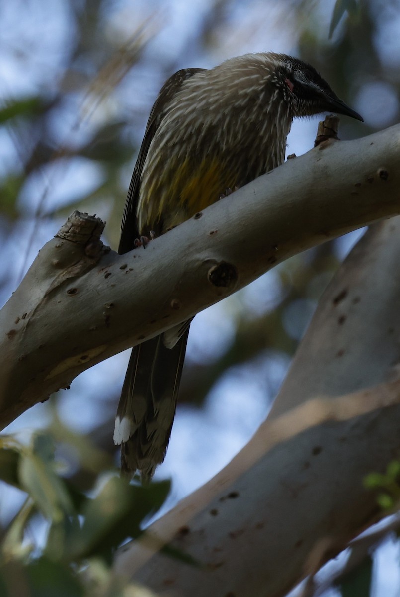 Red Wattlebird - ML624176896