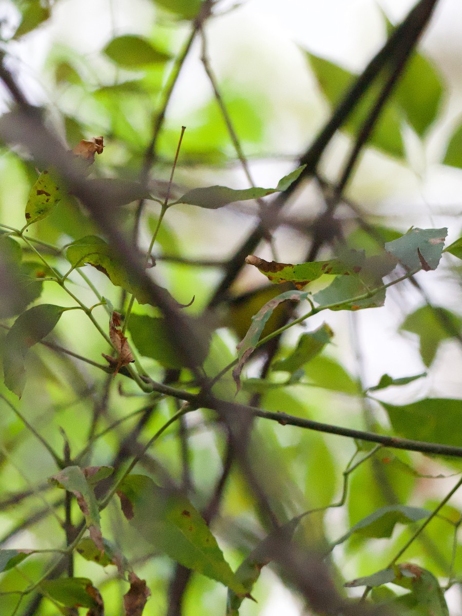 Canada Warbler - ML624176968