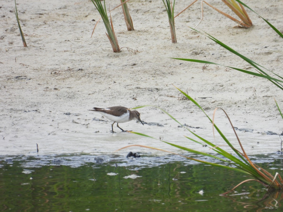 strandsnipe - ML624176969