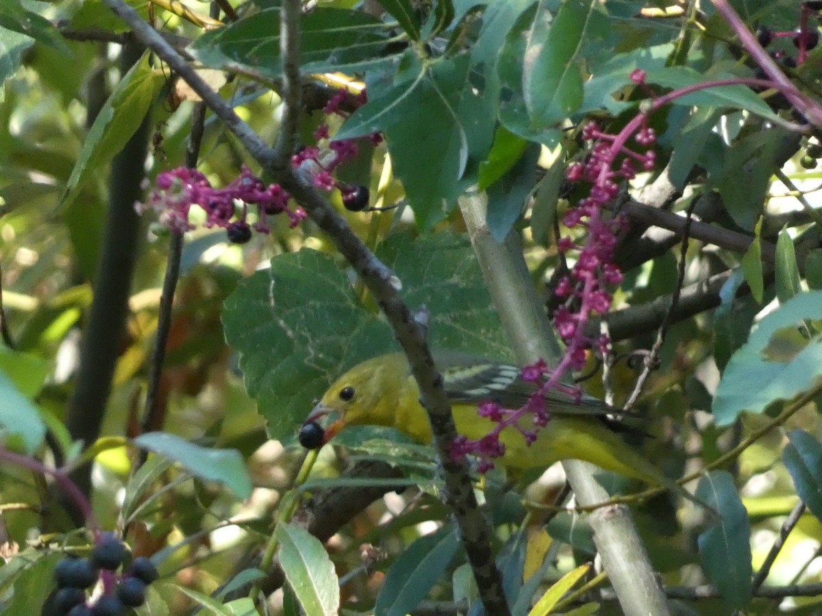 Western Tanager - ML624176981