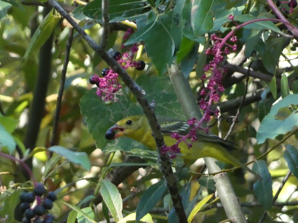 Western Tanager - ML624176982