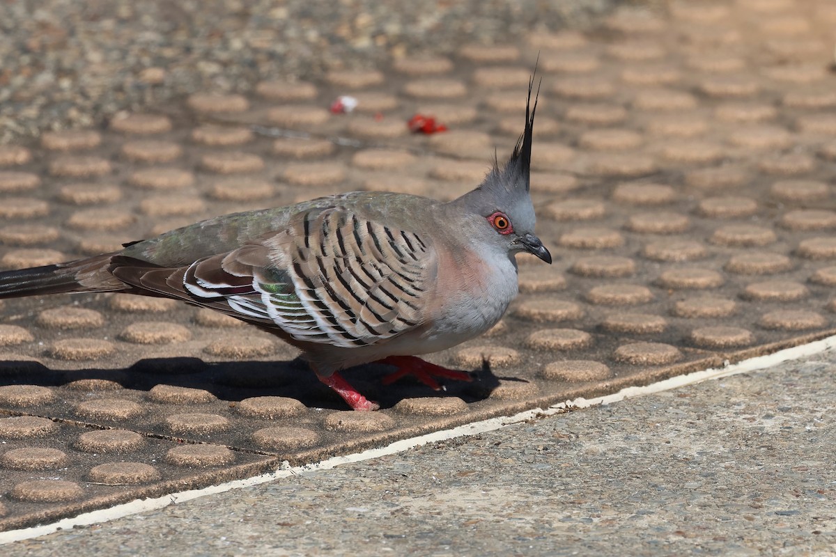 Crested Pigeon - Dennis Devers