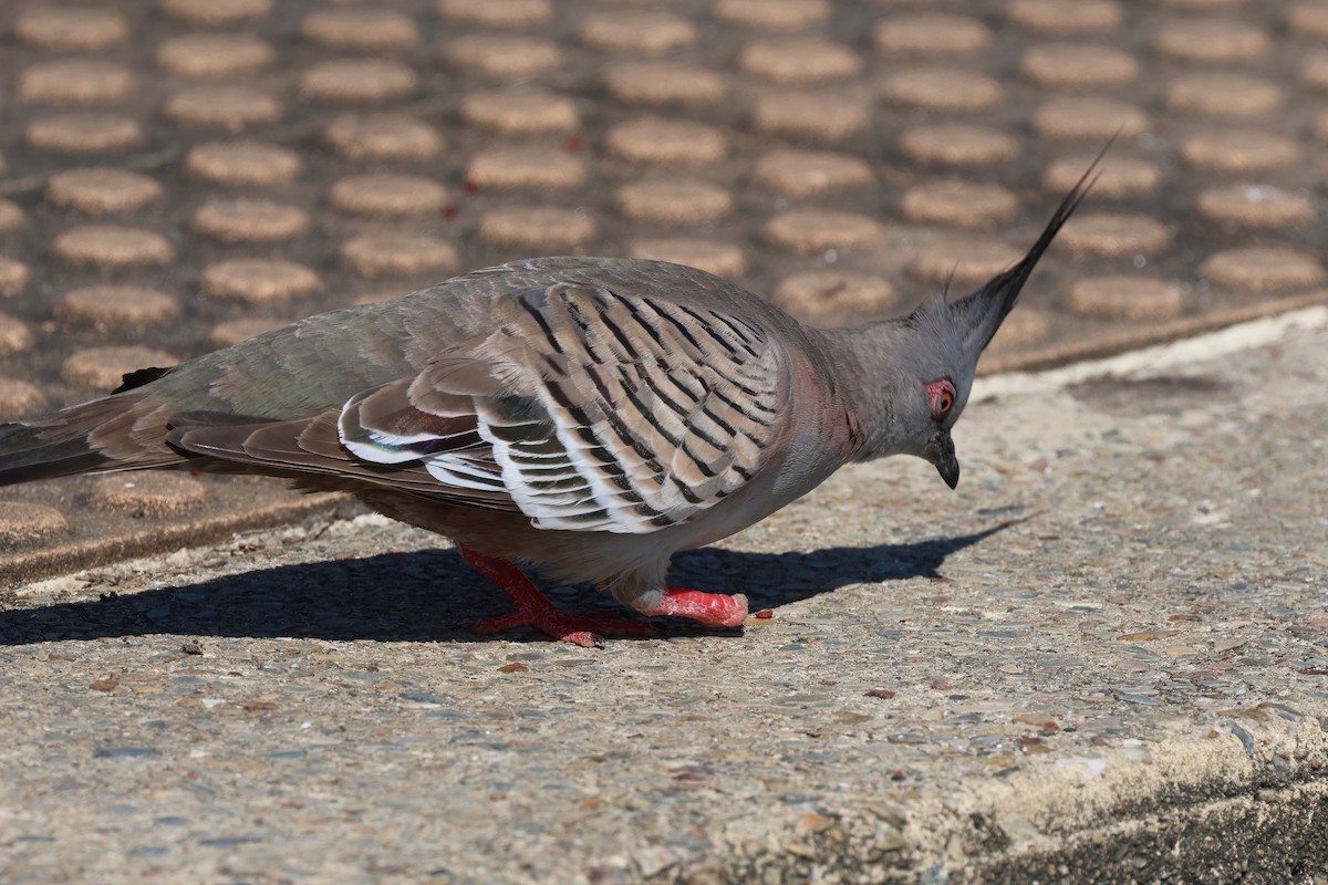 Crested Pigeon - ML624176990