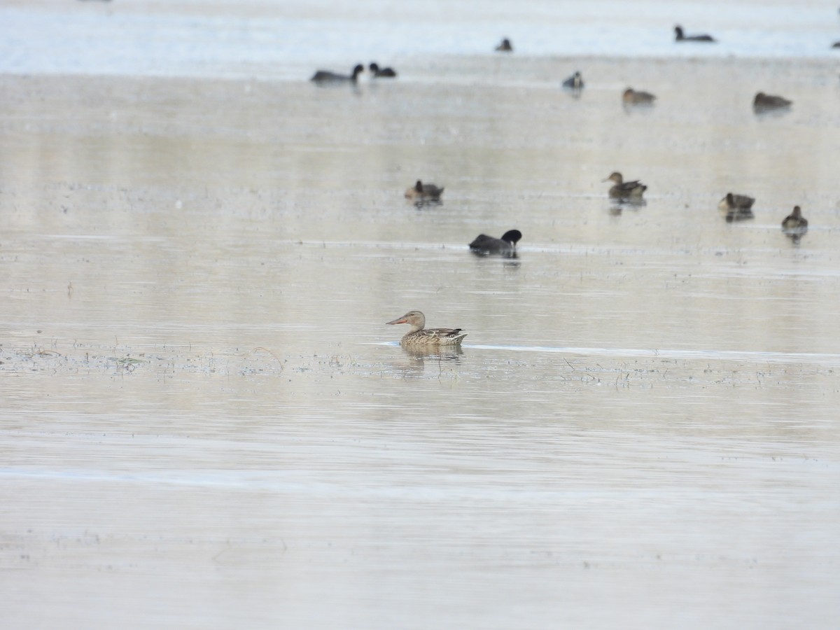 Northern Shoveler - ML624176992