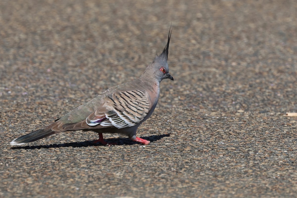 Crested Pigeon - ML624176998