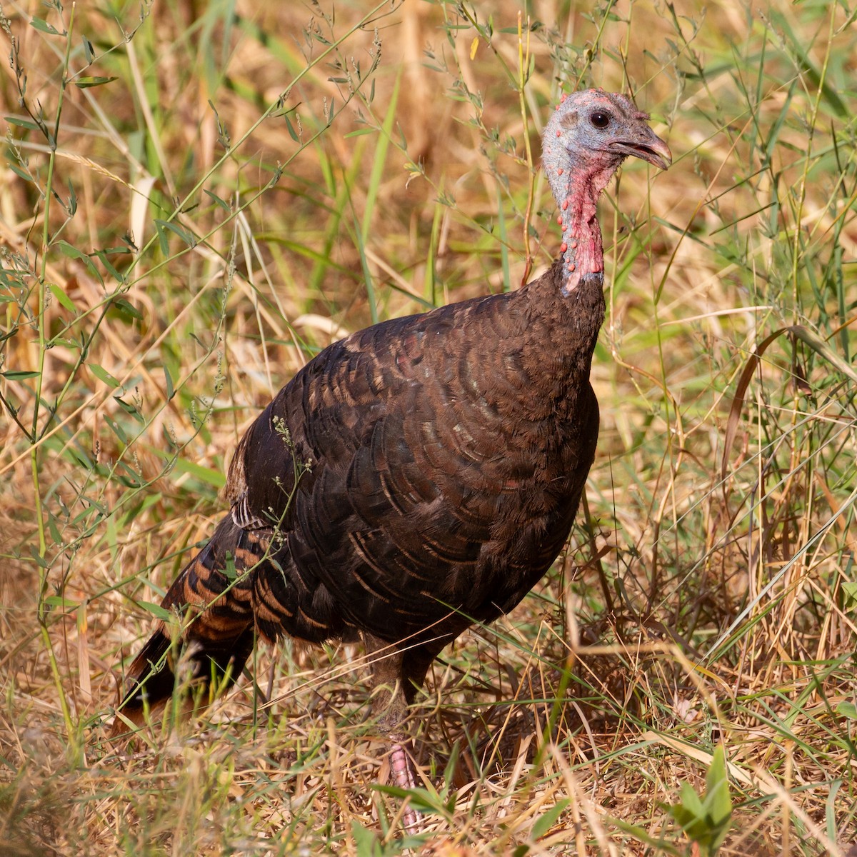 Wild Turkey - ML624176999