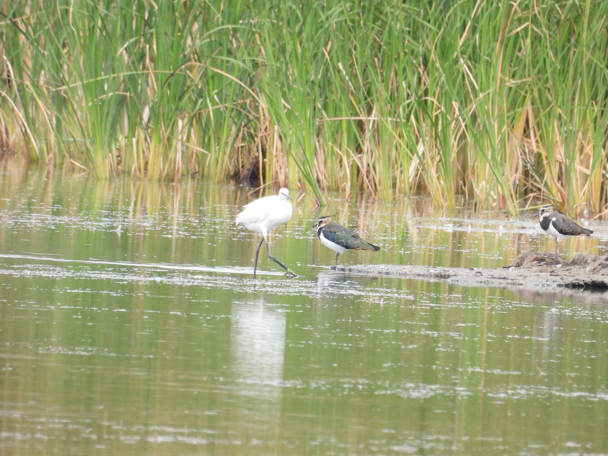 Little Egret - ML624177008