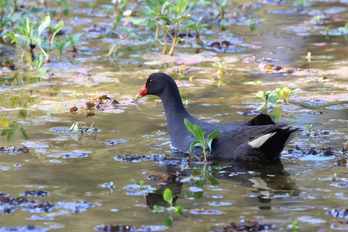 Dusky Moorhen - ML624177013