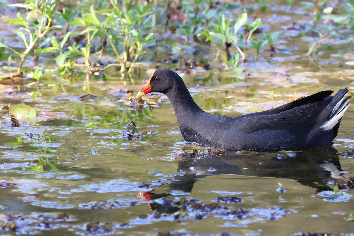 Dusky Moorhen - ML624177014