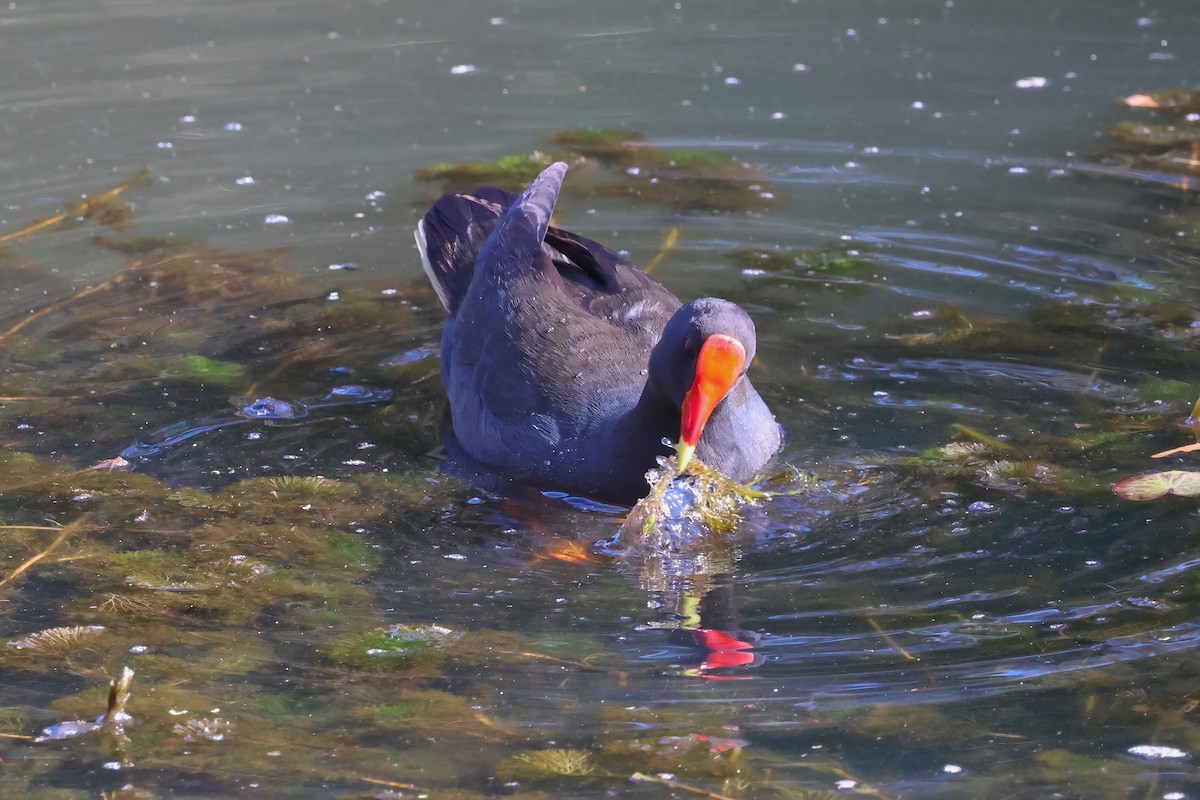 Dusky Moorhen - ML624177021