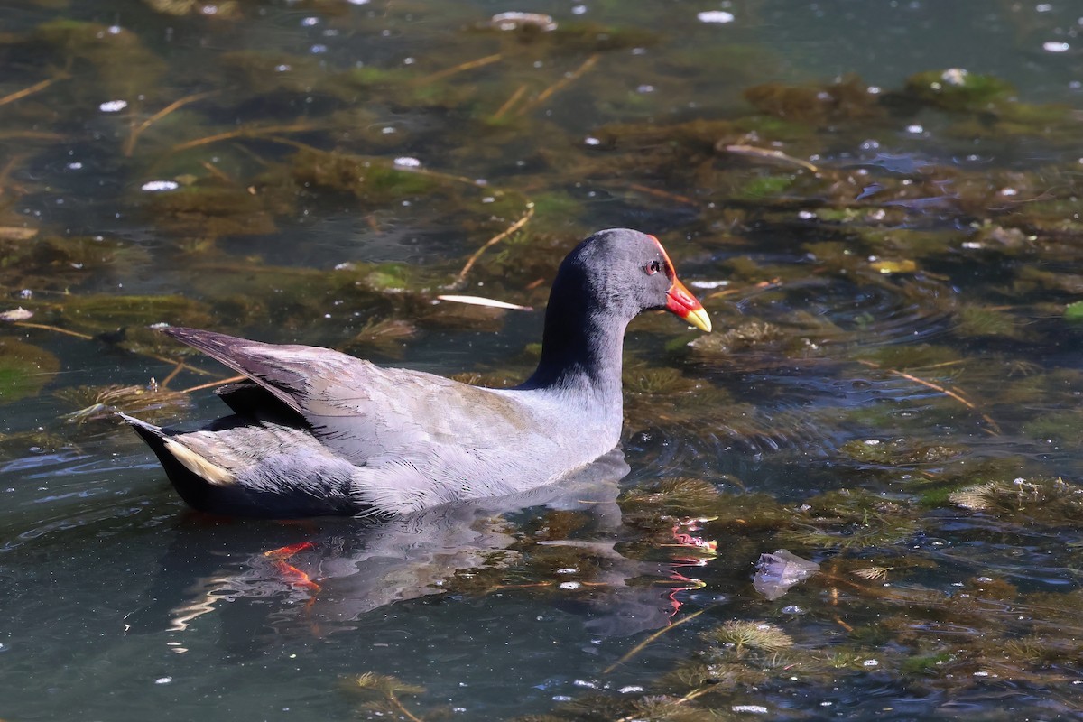 Dusky Moorhen - ML624177022