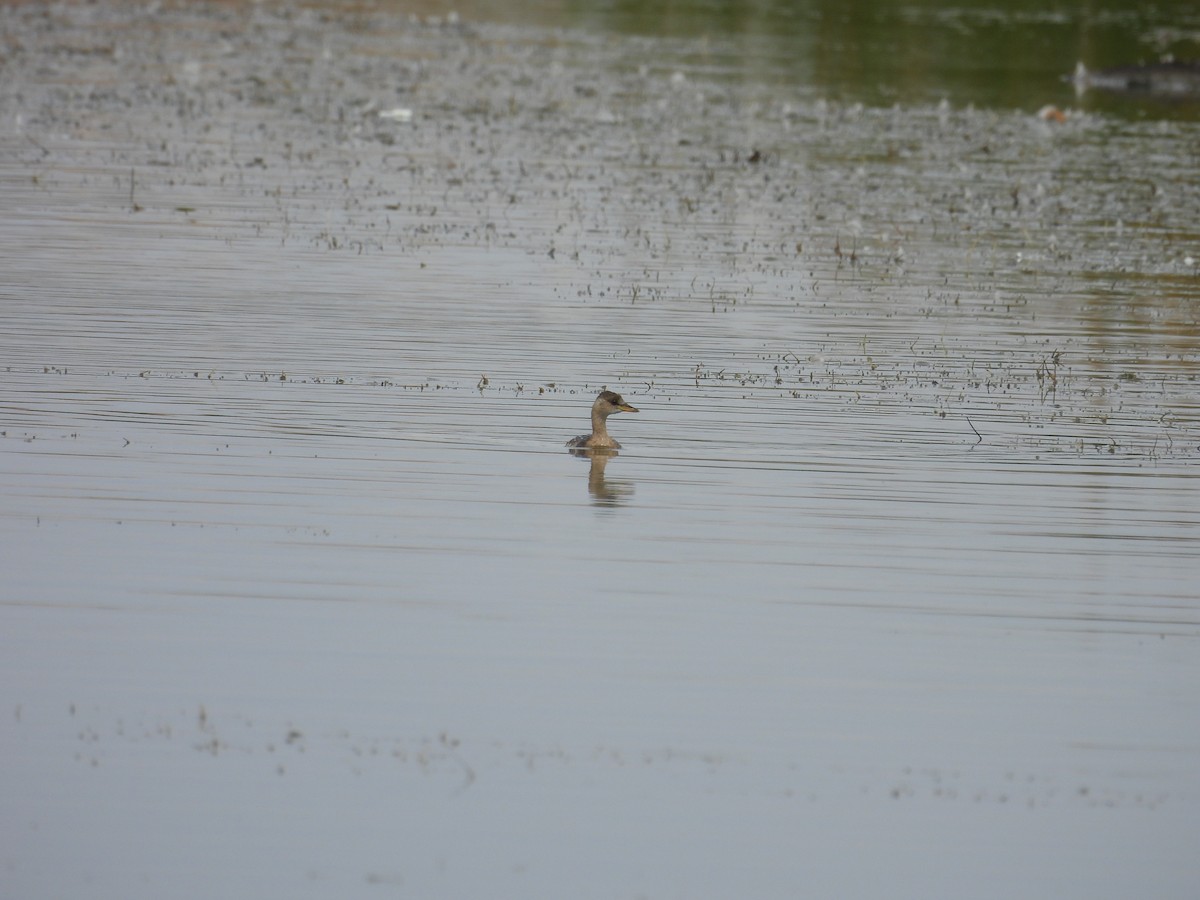 Little Grebe - ML624177034