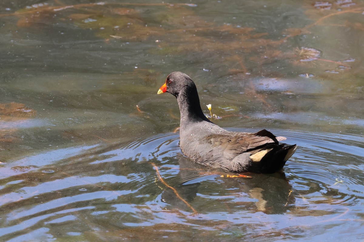 Dusky Moorhen - ML624177040