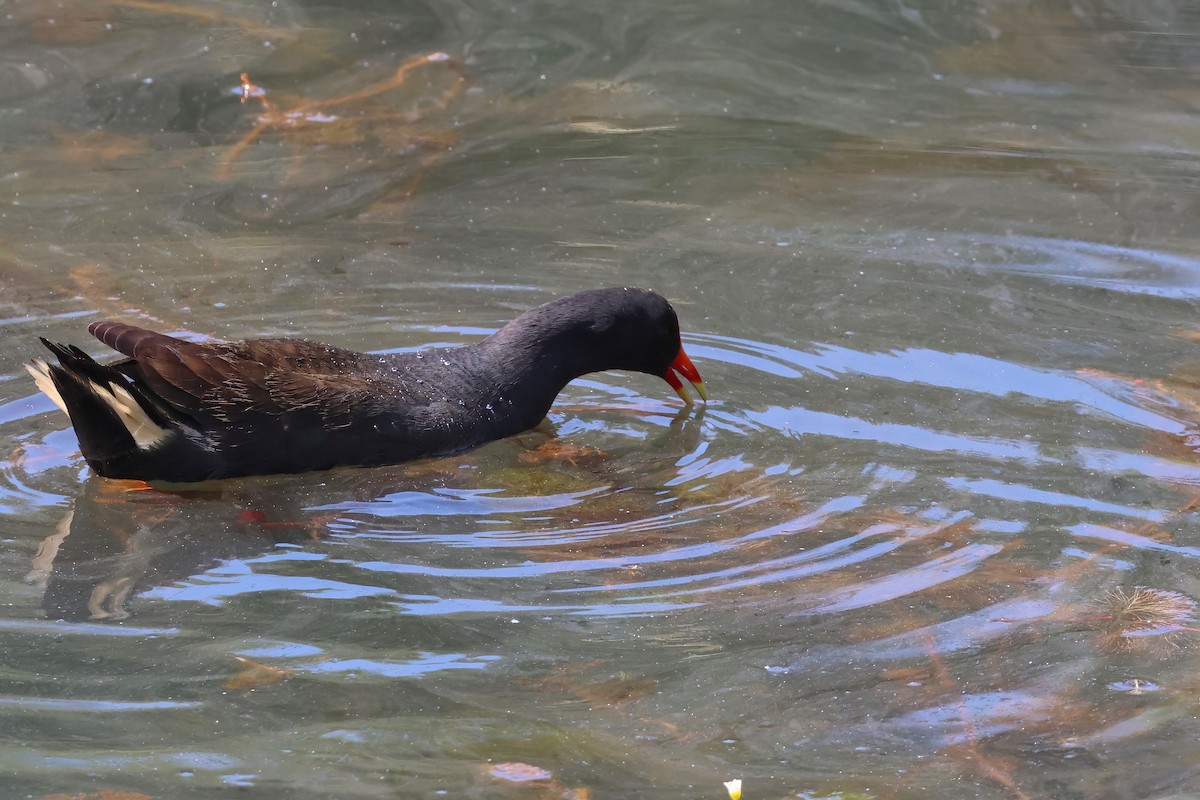 Dusky Moorhen - ML624177042