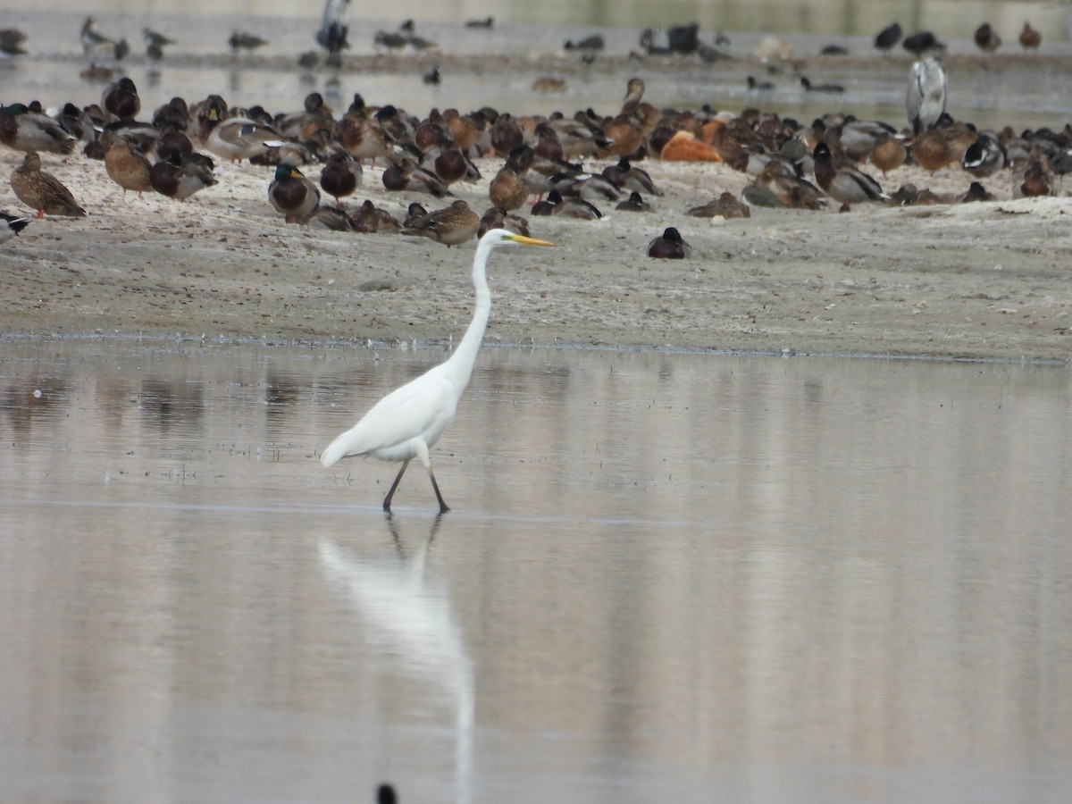 Great Egret - ML624177049