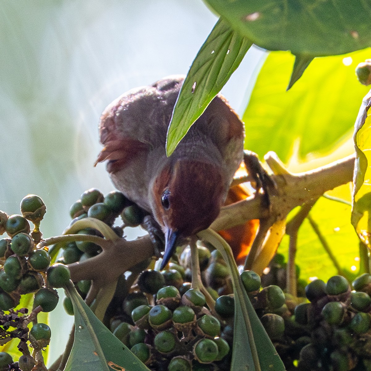 Red-faced Spinetail - ML624177062