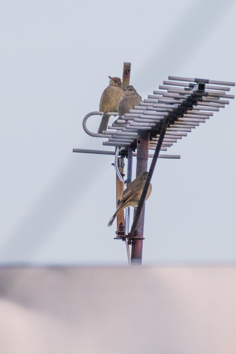 Streak-eared Bulbul - ML624177068