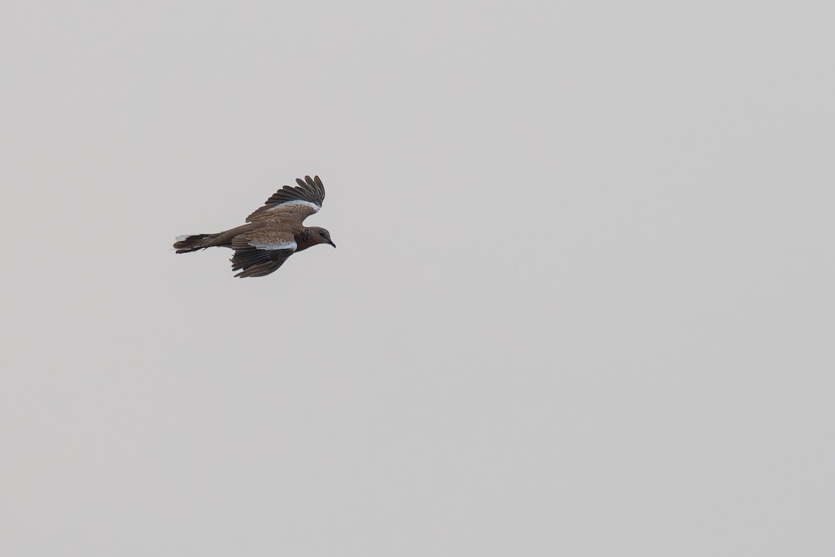 Rock Pigeon (Feral Pigeon) - ML624177075