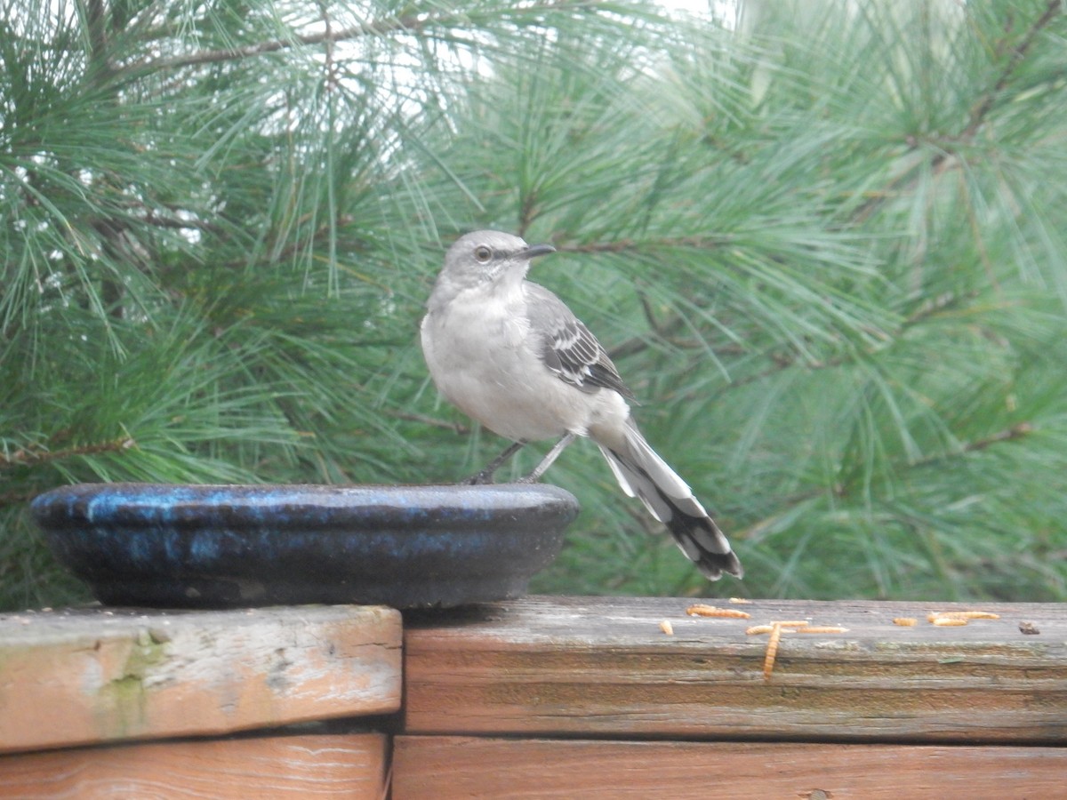 Northern Mockingbird - ML624177080