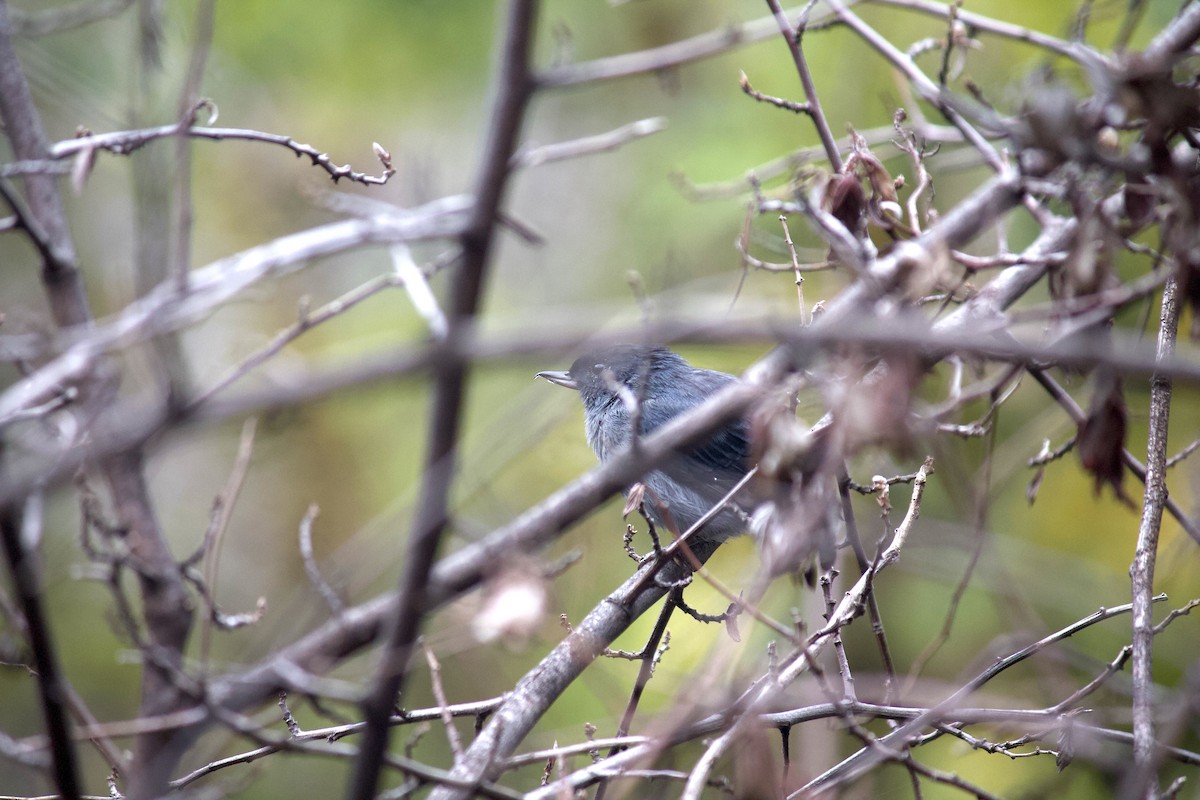 Slaty Flowerpiercer - ML624177082