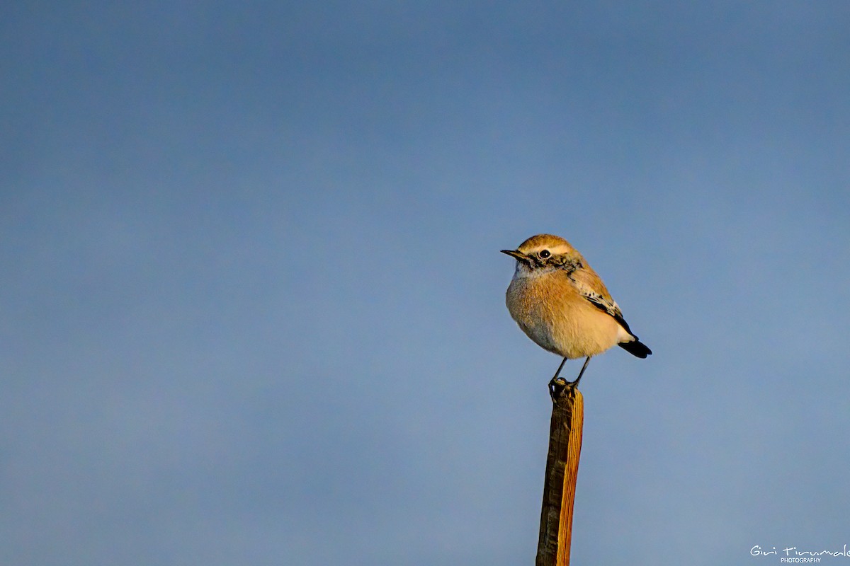 Desert Wheatear - ML624177085