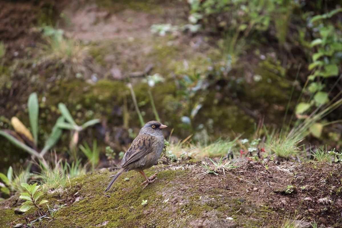 Junco des volcans - ML624177087