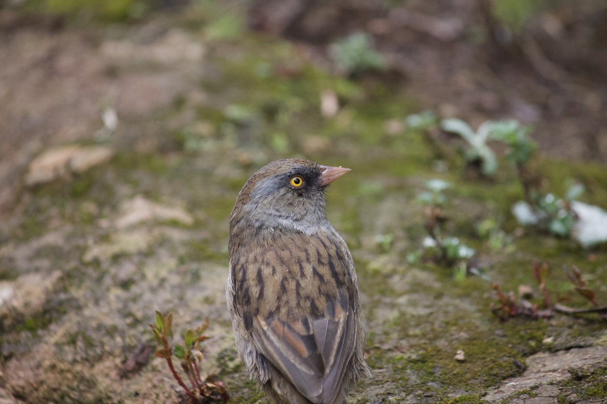 Junco des volcans - ML624177088