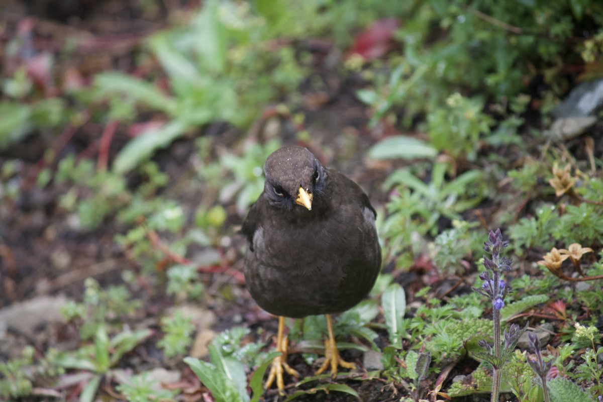 Sooty Thrush - ML624177095