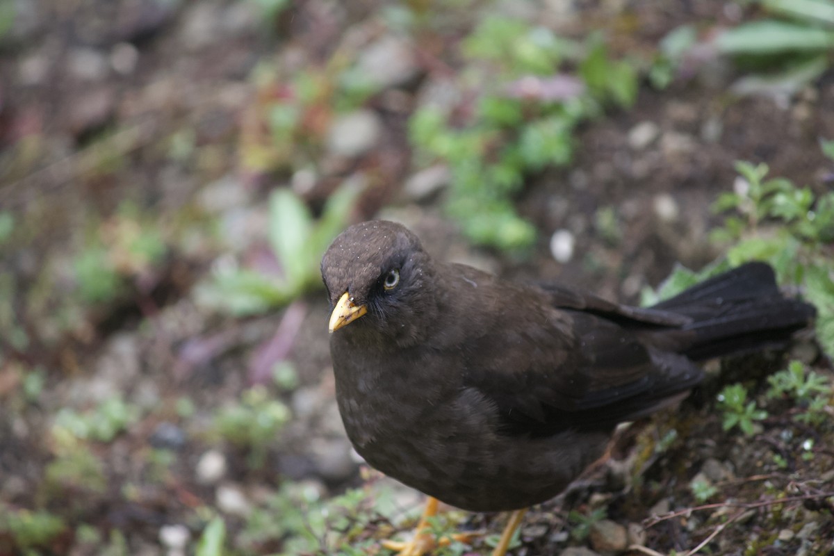 Sooty Thrush - ML624177096