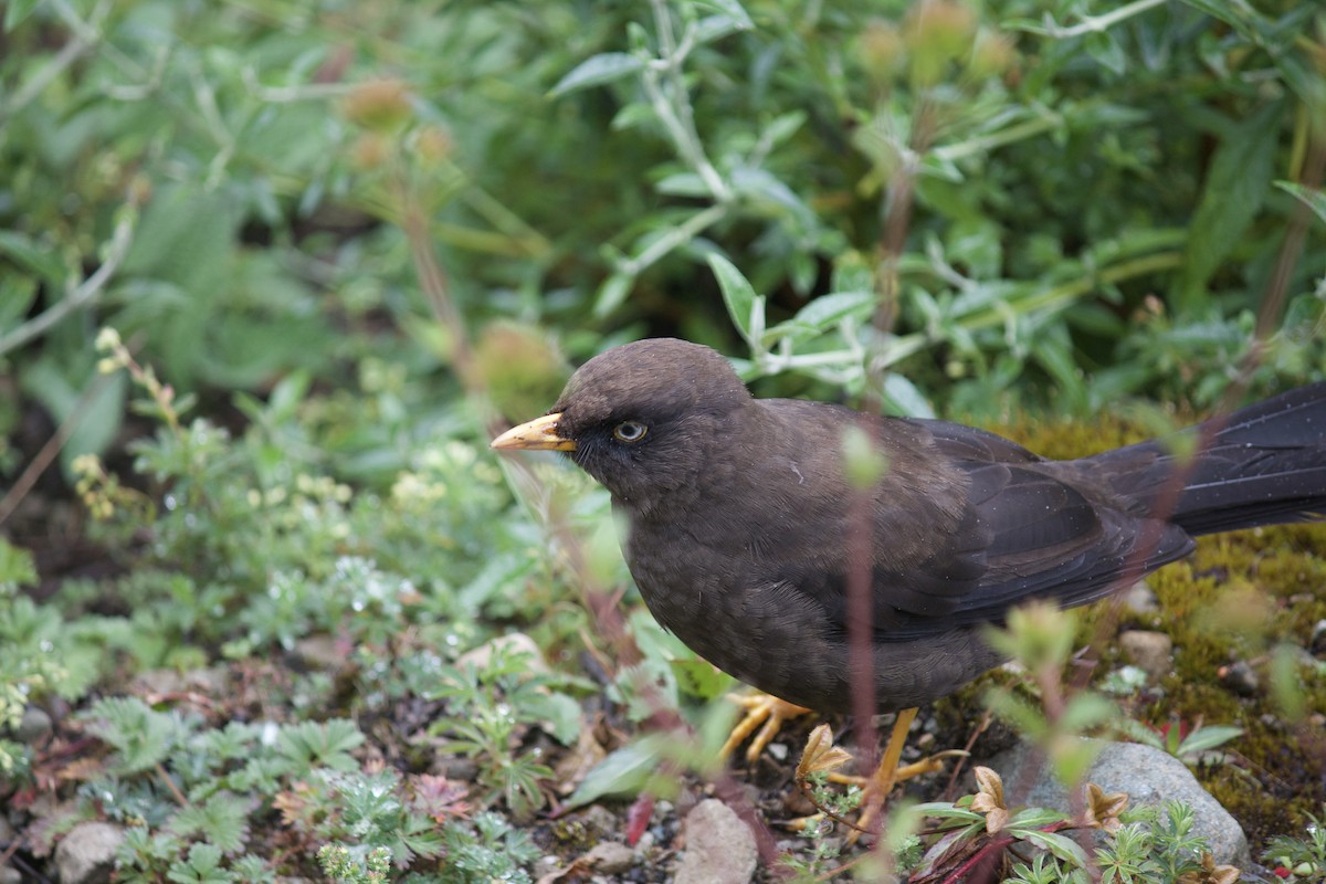 Sooty Thrush - ML624177097