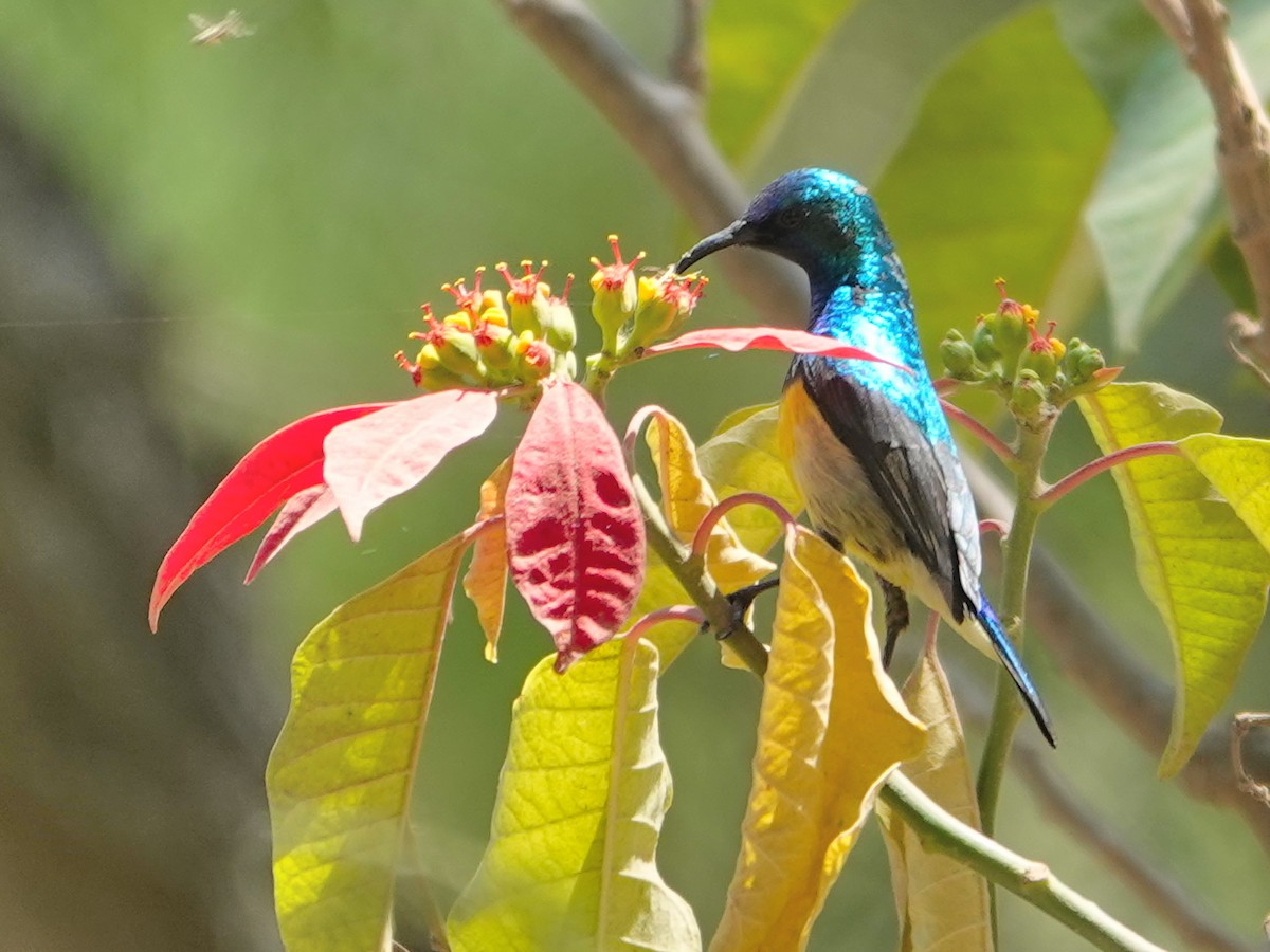 Variable Sunbird - ML624177101