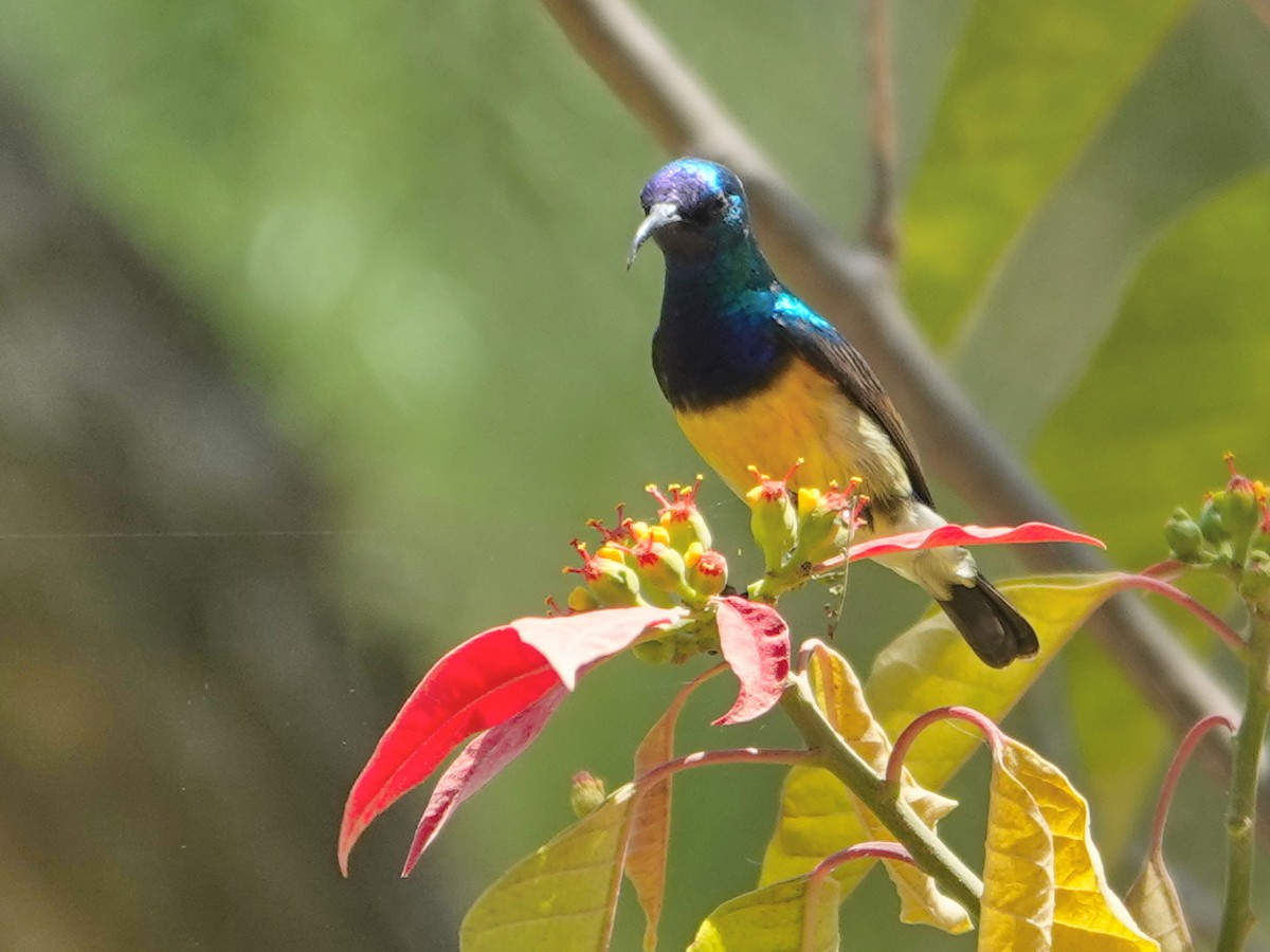 Variable Sunbird - ML624177102