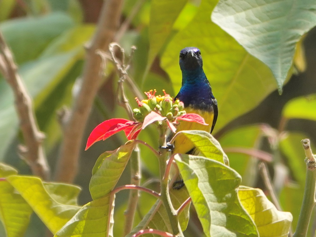 Variable Sunbird - ML624177103